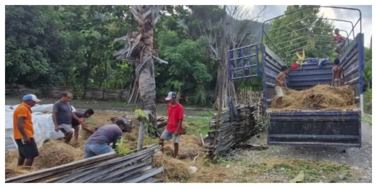 BOBIBOS Siap Luncurkan Bahan Bakar dari Jerami di Timor Leste (Sumber: Instagram @bobibos_)