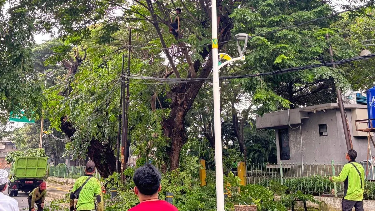 Setidaknya 1.150 pohon rawan tumbang sudah dilakukan penanganan oleh Pasukan Hijau Suku Dinas Pertamanan dan Hutan Kota (Tamhut) Jakarta Utara. (Sumber: beritajakarta.id | Foto: beritajakarta.id)