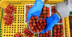 Yuk, Intip Desa BRIlian 2025! Syarat, Cara Daftar, dan Siapa Saja yang Bisa Jadi Peserta