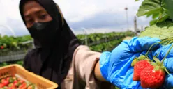 KUR BRI 2025 Sudah Tersalur Rp27,72 triliun, Intip Syarat dan Cara Mengajukannya