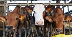 Mau Kurban di Tahun 2025? CEK Daftar Harga Hewan Kurban dari Baznas: Kambing dan Domba Mulai Rp3 Juta