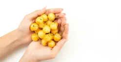 Mengenal Ciplukan: Buah Kecil dengan Segudang Manfaat untuk Kesehatan, Ternyata Ampuh Mencegah Penuaan Dini Lho..