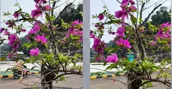 Duel Sengit! Kamera Infinix GT 30 Pro vs Tecno Camon 40 Pro 5G, Siapa Raja Fotografi HP?