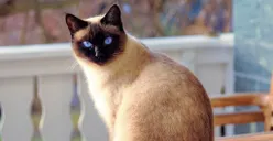 Terungkap! Ternyata Ini Alasan Dibalik Fenomena Hilangnya Kucing Secara Tiba-Tiba Setiap Kali Perayaan Hari Idul Adha