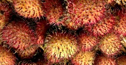 Punya Banyak Khasiat Bagi Kesehatan, Ini Deretan Fakta Tentang Buah Rambutan yang Paling Ditakuti Raffi Ahmad!