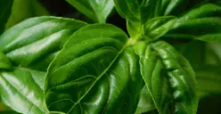 Musim Hujan Bikin Mudah Sakit! 7 Obat Herbal Alami Ampuh Jaga Tubuh dan Aman Sering Dikonsumsi