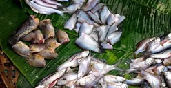 Ada Lele! Ini 4 Ikan Terbaik untuk Menjaga Kesehatan Versi PBB, Sering Dikonsumsi Warga Indonesia
