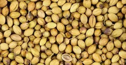 Mudah Ditemukan di Dapur! 4Jenis Bahan yang Bisa Bikin Pembuluh Darah Lancar Meluncur