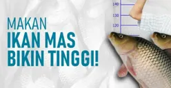 Fakta Keren Manfaat Ikan Mas yang Sering Terabaikan! Bukan Hanya Bisa Bikin Badan Tambah Tinggi, Tapi Ini Juga
