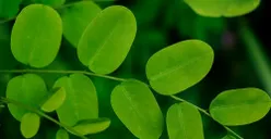 Suka Makan Daun Kelor? Ternyata Ini Manfaatnya, Bisa Turunkan Kolesterol Jahat