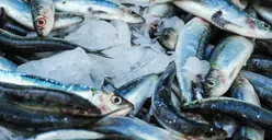 Bisa Didapat dari Makanan! 5 Vitamin untuk Memperbaiki Saraf Rusak: Bantu Regenerasi Alami