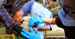 Idul Adha Sebentar Lagi! 4 Larangan Ini Tidak Boleh Dilakukan yang Berkurban