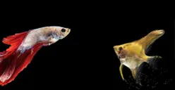 Bisa Banget Dikerjakan di Rumah dengan Biaya Murah Tetapi Hasilnya Melimpah, Inilah Ide Usaha Ikan Hias Penghasil Cuan