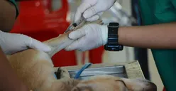 Tertarik Masuk Kedokteran Hewan? Simak Mitos dan Fakta Prospek Kerjanya