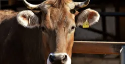 Jelang Hari Raya Idul Adha! 5 Larangan Sebelum Menyembelih Hewan Kurban Harus Jadi Perhatian 