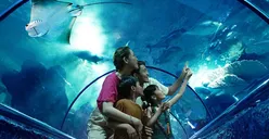 Libur Lebaran Idulfitri 2024 di Sea World Ancol dengan 6 Pilihan Tiket Ini Bisa Lebih Hemat! Berlaku Sampai Kapan?
