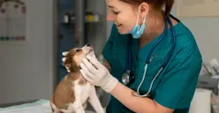 Animal Lovers Merapat! Ini Rekomendasi Jurusan Kuliah yang Cocok Untuk Pecinta Hewan, Mana yang Jadi Favoritmu?