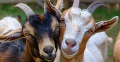 Populasi Mencapai 4.265 Ekor Kambing! Ini Wilayah di Jakarta yang Memiliki Jumlah Hewan Ternak Kambing Terbanyak Menurut BPS