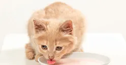 4 Fakta Menarik Kepribadian Pecinta Kucing yang Membuat Terlihat Lebih Istimewa, Kamu Termasuk?