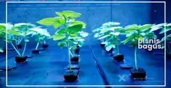 Unik dan Belum Pernah Ada, Ini 5 Ide Usaha Kreatif yang Banyak Diminati tapi Jarang di Indonesia