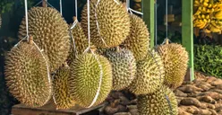 Capai 2 Ribu Kuintal! Ini 3 Daerah Penghasil Buah Durian Terbesar di DKI Jakarta