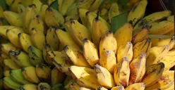 Daerah Ini Penghasil Pisang Terbanyak di DKI Jakarta, Produksi Capai 326.731 Kuintal!