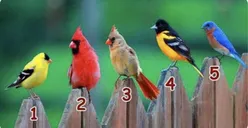 Tes Kepribadian: Yuk Ungkap Karakter Aslimu dengan Pilih Salah Satu di Antara 5 Burung yang Paling Menarik Perhatian Kamu!
