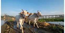 Ini Hewan yang Paling Banyak Populasi Ternak Menurut Jenisnya di DKI Jakarta Menurut Data BPS, Sapi Atau Kambing?