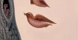 Tes Psikologi: Gambar Hidung dan Mulut atau Burung yang Kamu Lihat Pertama Kali? Ungkap Kekuatan Terbesarmu jika Ingin Menemukan Potensi Diri
