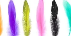 Tes Kepribadian: Warna Bulu Mana yang Paling Kamu Suka? Hasilnya Dapat Mengungkap Fakta Lain Tentangmu