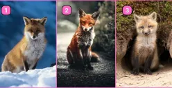 Tes Kepribadian: Kamu Orang yang Ceroboh Atau Hati-hati, Coba Cari Tahu dengan Pilih Salah 1 Rubah Ini