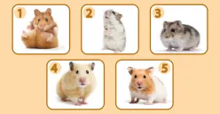 Tes Psikologi: Apa yang Orang Lain Pikirkan Tentangmu Dapat Terungkap dengan Cara Pilih Salah 1 Hamster Ini