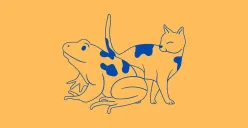 Tes Kepribadian: Lebih Fokus pada Katak atau Kucing? Jawabanmu Ungkap Kesan Pertamamu di Mata Orang Lain!