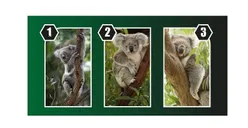 Tes Kepribadian: Apakah Kamu Memiliki Mental yang Sehat Saat ini? Pilih Satu Koala Tanpa Pikir Panjang
