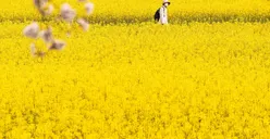 Psikologi Warna Kuning: Si Tukang Cemas Perfeksionis yang Hobi Halu dan Punya Harapan Tinggi Tapi Menyenangkan