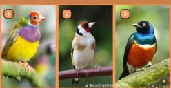 Tes Kepribadian: Pilih 1 Gambar Burung Favoritmu, Cek Sifat yang Melekat pada Dirimu, Sombong atau Rendah Hati?