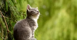 7 Sifat Tidak Biasa yang Dimiliki Orang Dengan Kecerdasan Sangat Tinggi, Salah Satunya Pecinta Kucing