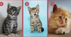 Kepribadian Asli dengan SIfat Dominan Milikmu Akan Terkuak dari Kucing yang Kamu Suka, Kamu Tipe yang Mana?