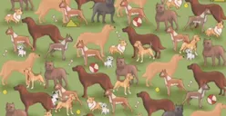 Tes IQ: Mengasah Otak dan Uji Ketajaman Mata Kamu Untuk Menemukan Seekor Kucing Diantara Anjing-Anjing Ini