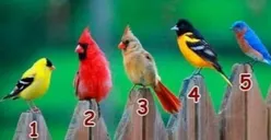 Tes Kepribadian: Ada 5 Burung yang Berbeda, Pilih Salah Satu dan Ungkap Karaktermu yang Paling Dominan