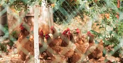 Selain Ayam, 5 Daftar Ide Usaha Ternak di Lahan Sempit yang Cepat Balik Modal, Perawatannya Mudah Banget