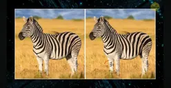 Tes IQ: Buktikan Kemampuan Observasimu dengan Temukan 5 Perbedaan pada Gambar Zebra Ini