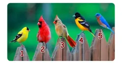 Tes Kepribadian: Kamu Orangnya Sulit Diprediksi atau Pendiam? Ketahui dari Burung Mana yang Menarik Perhatian Kamu
