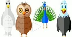 Tes Kepribadian: Burung yang Kamu Pilih akan Tunjukkan Karakter Positif dan Negatif, Berani Coba?