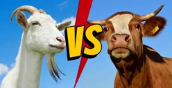 Catat! Bimbang Mana yang Lebih Baik, Pilih Kurban Kambing atau Sapi untuk Disembelih Idul Adha? Berikut Anjuran Ulama