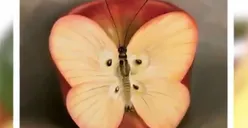 Tes Kepribadian: Lihat Apel atau Kupu-kupu? Cek Apakah Kamu Termasuk Punya Emotional Intelligence atau Social Butterfly yang Baik?