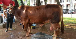 4 Keutamaan Ibadah Kurban Bagi Umat Muslim, Bukan Sekadar Penyembelihan Hewan Saja Loh!