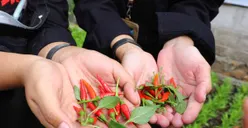 Mau Buka Usaha Pertanian Tapi Tidak Punya Lahan? Coba 6 Ide Bisnis Pertanian Rumahan dengan Minim Modal
