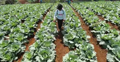 Cuan Terus Walau Gak Ngantor Lagi! Ini Dia 7 Ide Usaha untuk Pensiunan yang Gampang Dicoba: Mulai dari Modal Recehan hingga Modal Besar