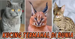 Penggemar Anabul Wajib Tahu! Inilah 10 Jenis Kucing Ras Termahal di Dunia, Ada yang Mencapai Harga Rp2 Miliar Per Ekor